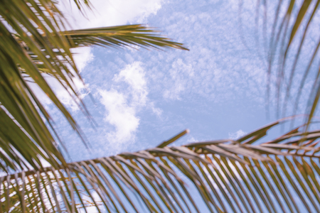 White clouds focused in background and blurred coconuts palm trees leaves, tropical sky in summer.の写真素材