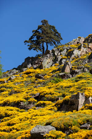 fir tree on rocks against blue sky with blooming broom.の写真素材