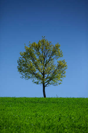 A tree against a background of blue sky with green grassの写真素材