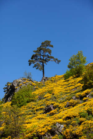 fir tree on rocks against blue sky with blooming broom.の写真素材