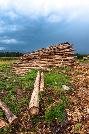 Firewood stacked in a pile on a green meadow in the spring