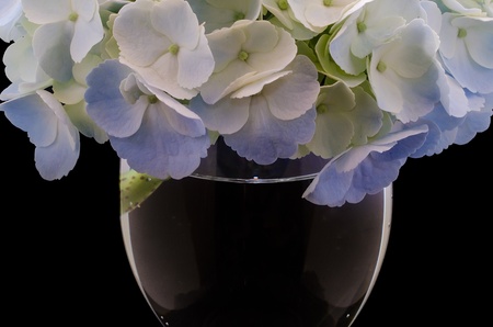 hydrangeaの写真素材