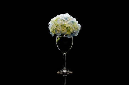 hydrangeaの写真素材