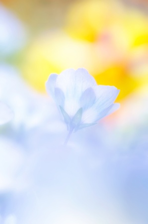 baby blue eyesの写真素材