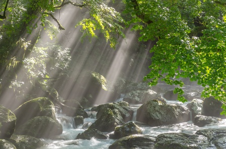 ravine and sunbeams shining through branches of trees の写真素材