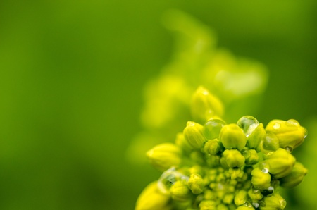Rape blossomsの写真素材