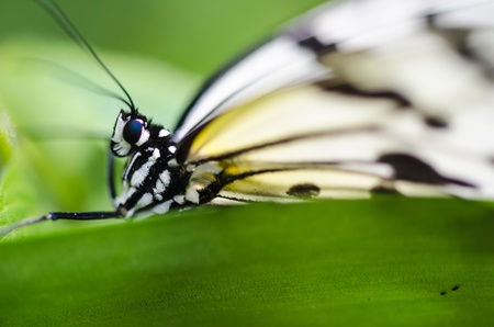 butterfly which has stopped at a leaf の写真素材