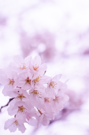 cherry treeの写真素材