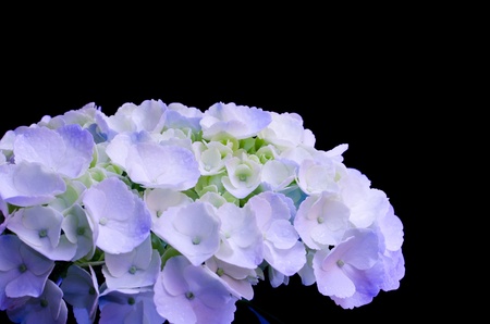hydrangeaの写真素材