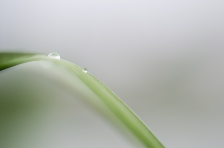 Grass and a drop の写真素材