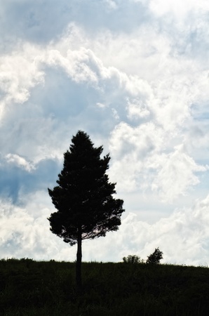 cumulonimbus cloud and a grove の写真素材