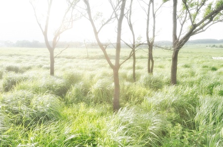 grove of a marshland の写真素材