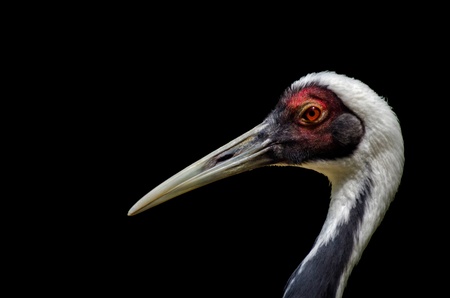 Grus vipioの写真素材