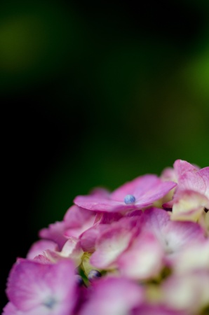 Hydrangeaの写真素材