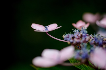 Hydrangeaの写真素材