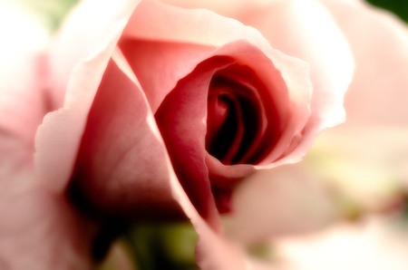roseの写真素材