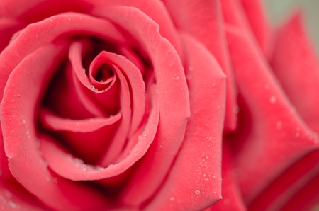 roseの写真素材