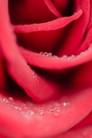 roseの写真素材