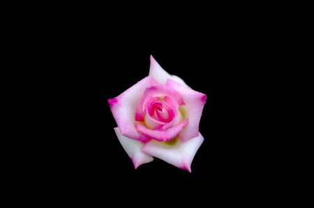 roseの写真素材