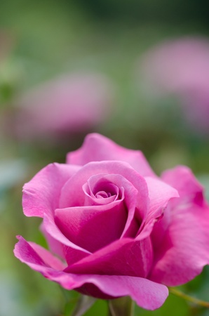 roseの写真素材
