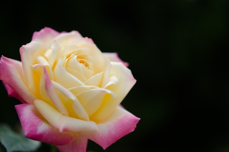 roseの写真素材