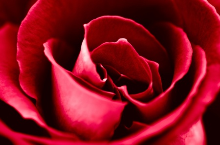 roseの写真素材