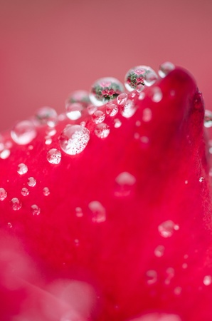 roseの写真素材