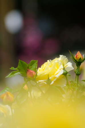 roseの写真素材