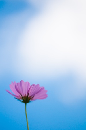 cosmosの写真素材