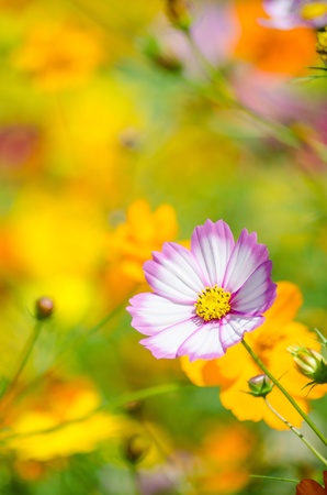 Flowerの写真素材