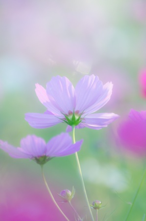 cosmosの写真素材