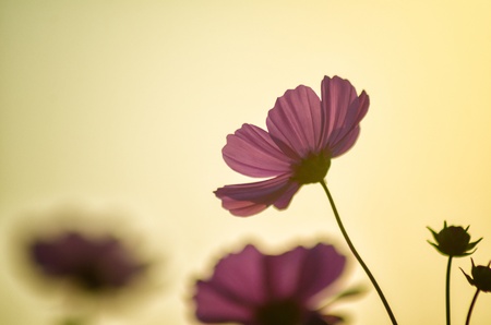 cosmosの写真素材