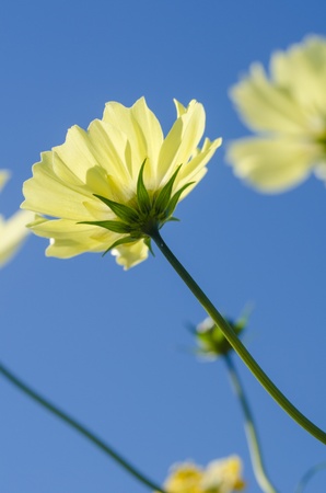 cosmosの写真素材