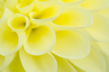 Dahliaの写真素材