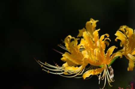 Lycoris radiataの写真素材