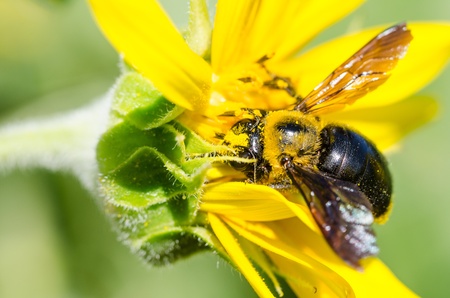 Cluster amaryllisの写真素材