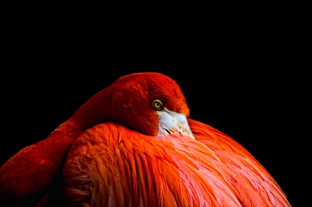 Flamingoの写真素材
