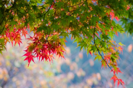 Autumnal leaves