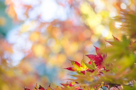 Autumnal leaves