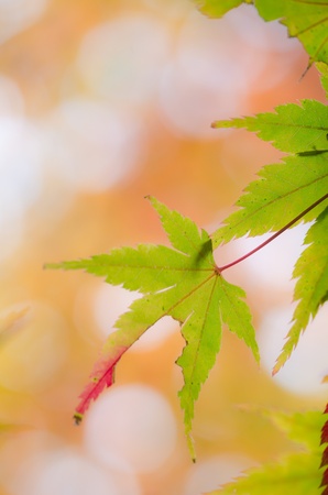 Autumnal leavesの写真素材
