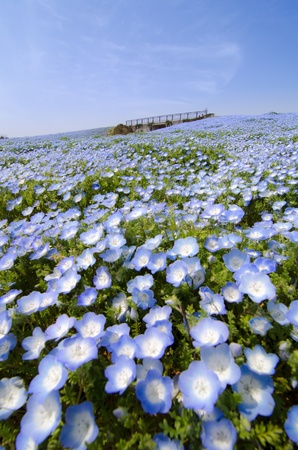 Nemophilaの写真素材