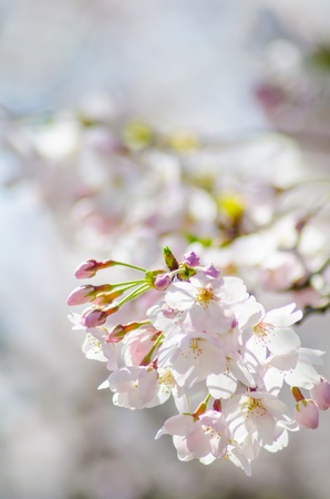 flower of a cherry tree の写真素材