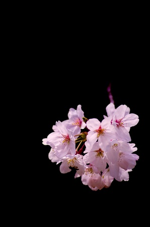 flower of a cherry tree の写真素材