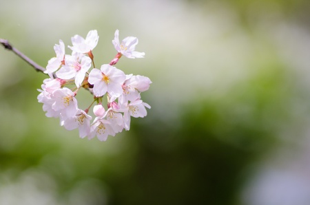 flower of a cherry tree の写真素材