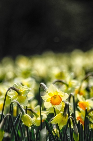 Narcissusの写真素材