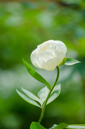 Peonyの写真素材