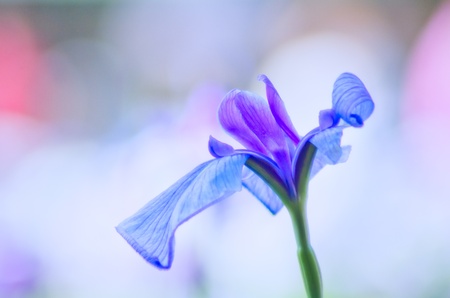 Japanese irisの写真素材