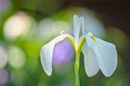 Japanese irisの写真素材