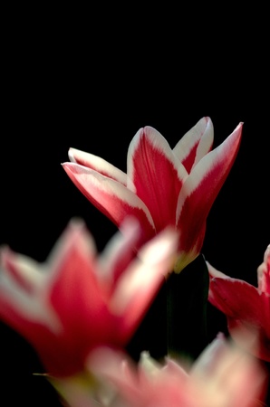 Tulipの写真素材