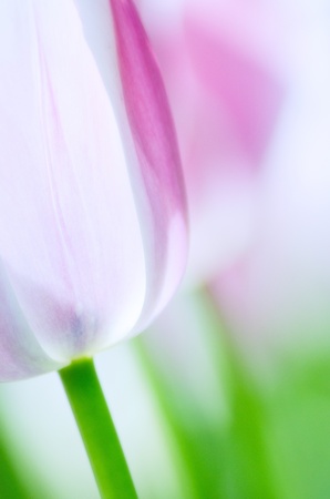 tulipの写真素材